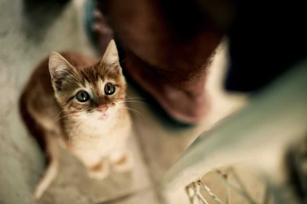 Domestic Shorthair Cat Domestic Shorthair Cat