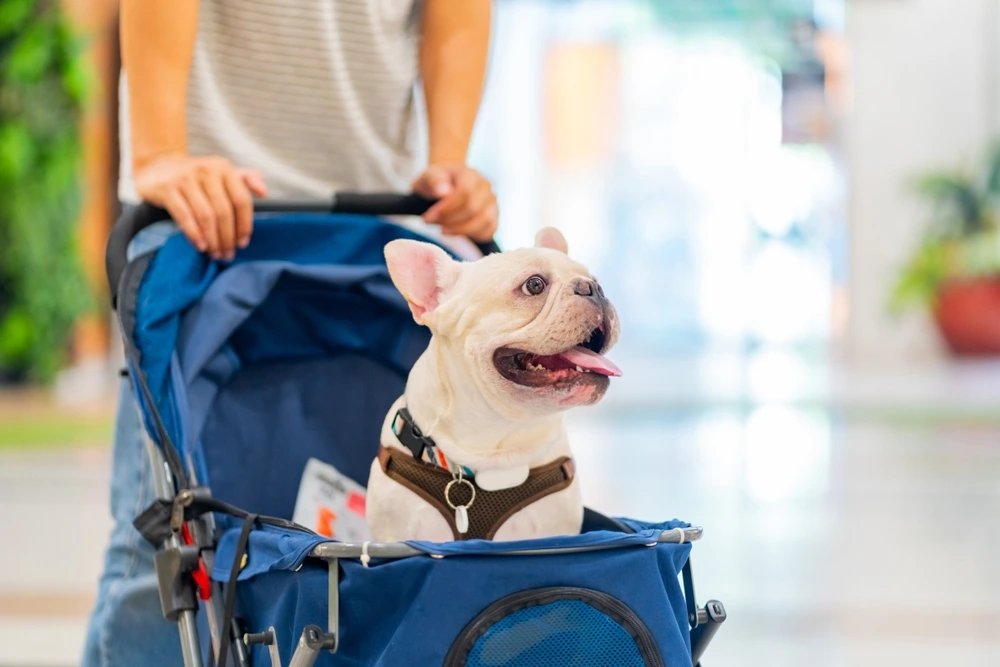 French Bulldog Life Span French Bulldog Life Span