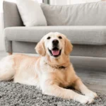 Golden Retriever Life Expectancy