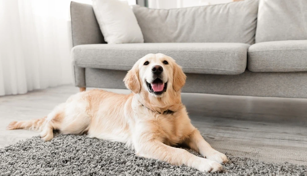 Golden Retriever Life Expectancy