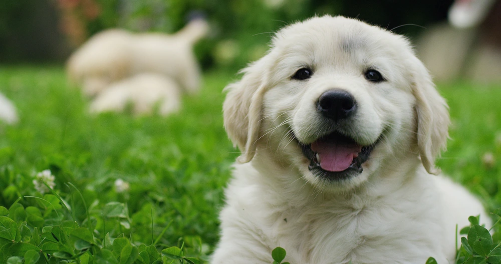 Golden Retriever Puppies