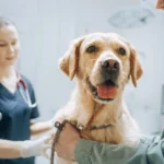 UTI Symptoms In Dogs