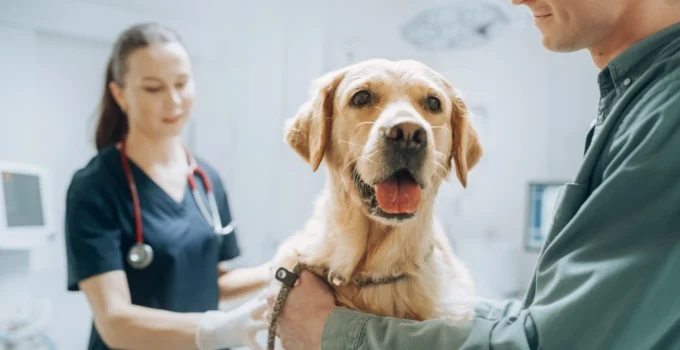UTI Symptoms In Dogs