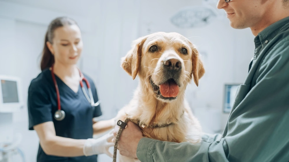 UTI Symptoms In Dogs UTI Symptoms In Dogs