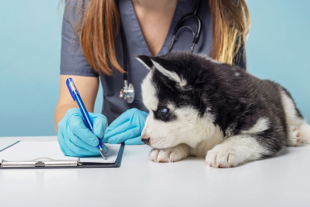 uti medicine for dogs uti medicine for dogs
