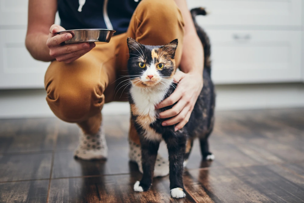 what can cats eat What Can Cats Eat
