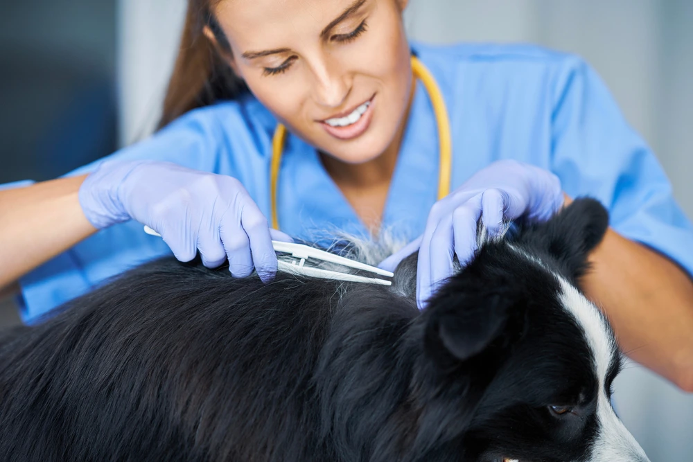 Are Tick-Borne Diseases In Dogs Curable