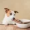 What Are The Best Healthy Dog Treats for Your Pup?