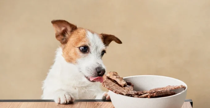 Best Healthy Dog