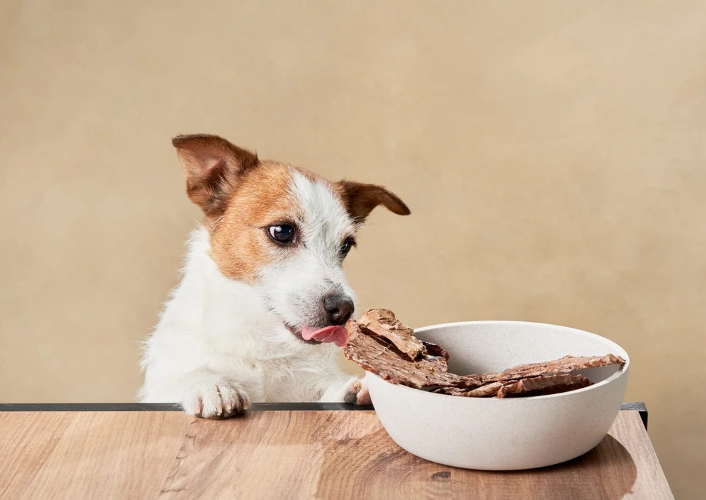 Best Healthy Dog Best Healthy Dog