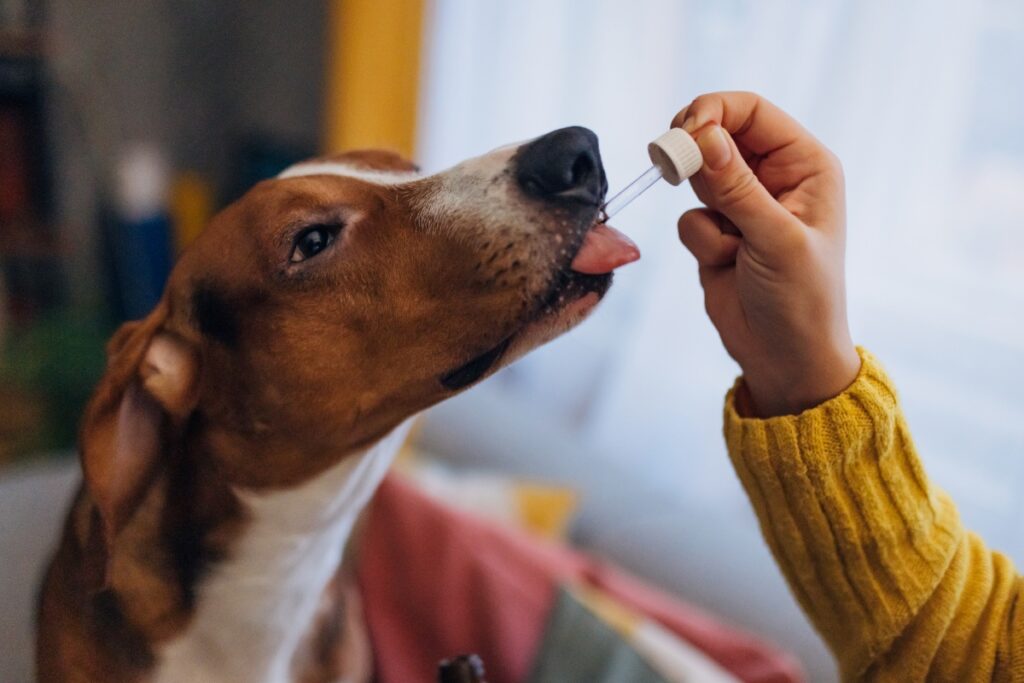 CBD to Pets in the UK