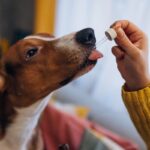 CBD to Pets in the UK