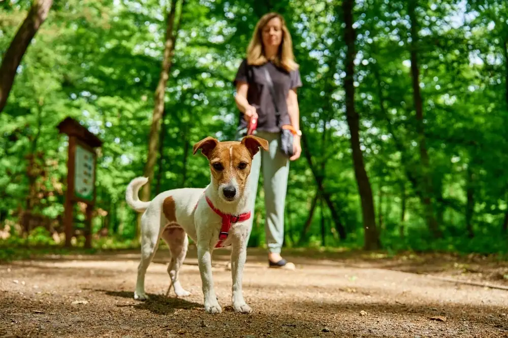 Jack Russell Terrier Lifespan