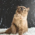 Maine Coon Tabby Mix