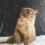 Is A Maine Coon Tabby Mix the Perfect Cat for You?
