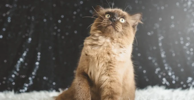 Maine Coon Tabby Mix