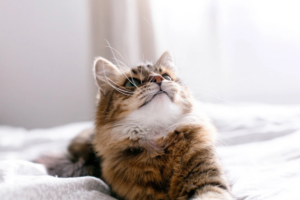Maine Coon Tabby Mix Lifespan Maine Coon Tabby Mix Lifespan