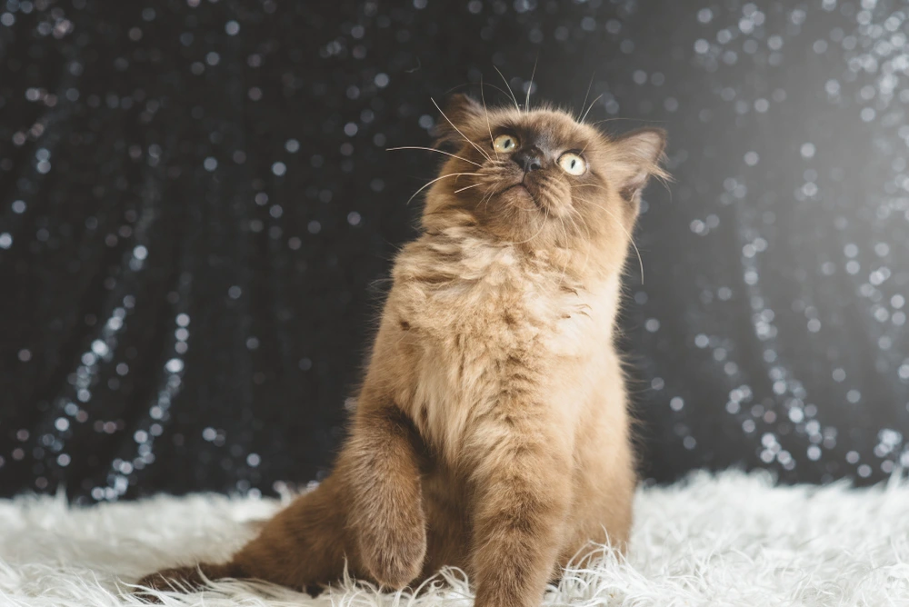 Maine Coon Tabby Maine Coon Tabby Mix