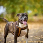 Pit Bull Terrier