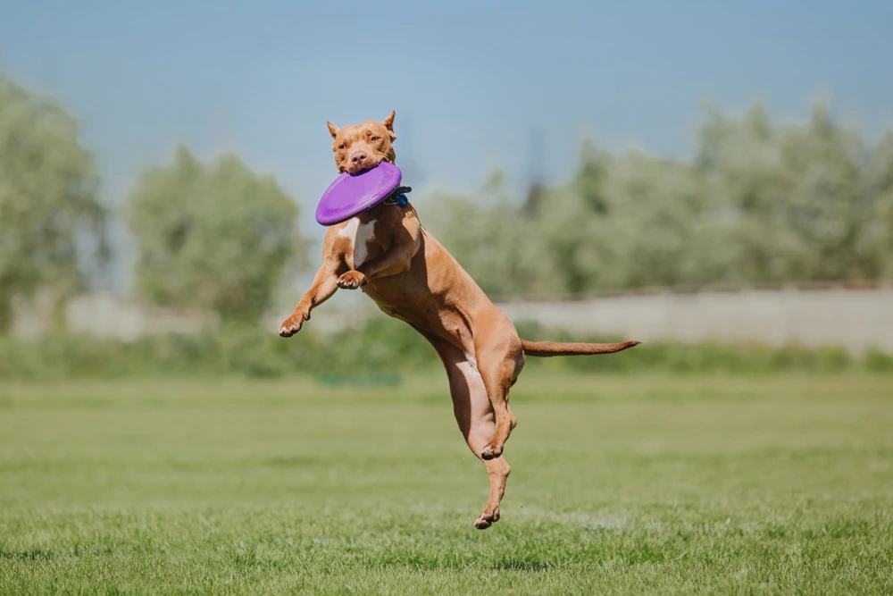 Pit Bull Terrier Temperament