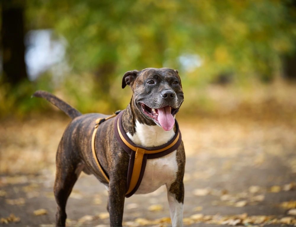 Pit Bull Terrier