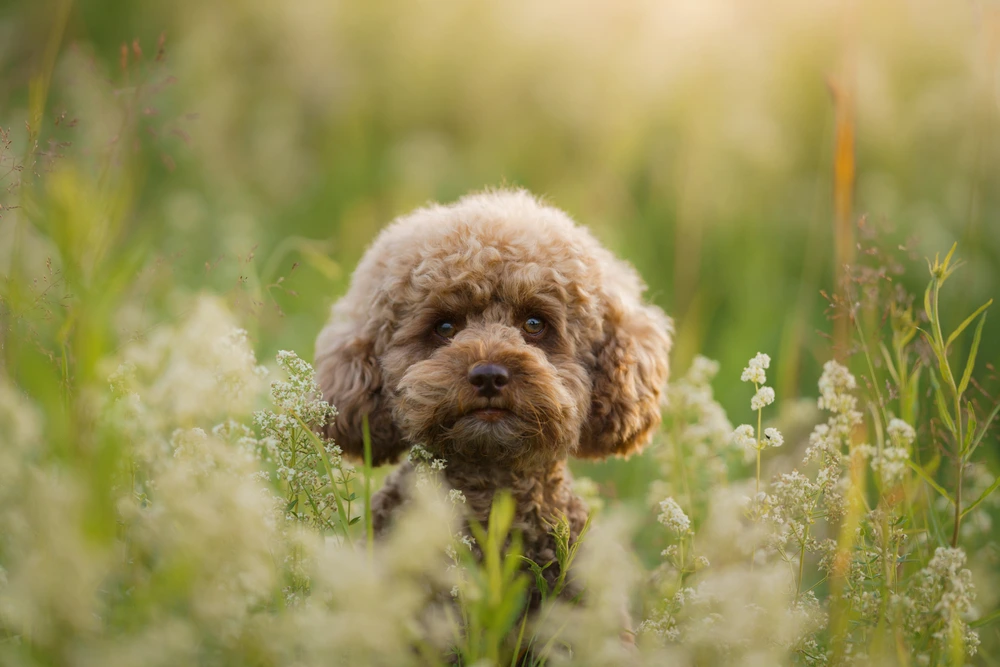 Poodle Mix Breed Poodle Mix Breed