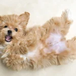 Poodle Mix Breeds