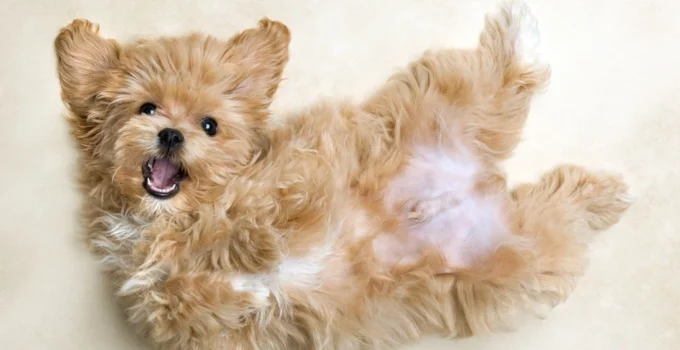 Poodle Mix Breeds