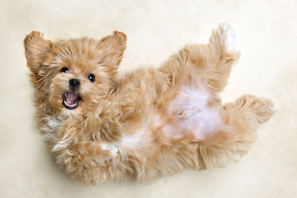 Poodle Mix Breeds Poodle Mix Breeds