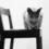 Why Choose A Russian Blue Cat?