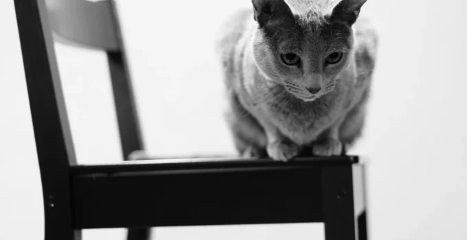Russian Blue Cat