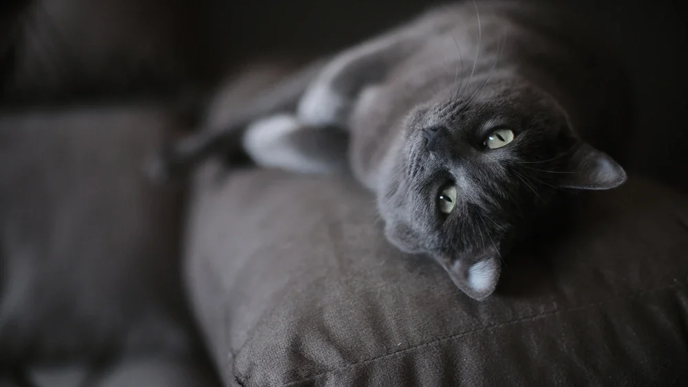 Russian Blue Cat Personality edited Russian Blue Cat Personality