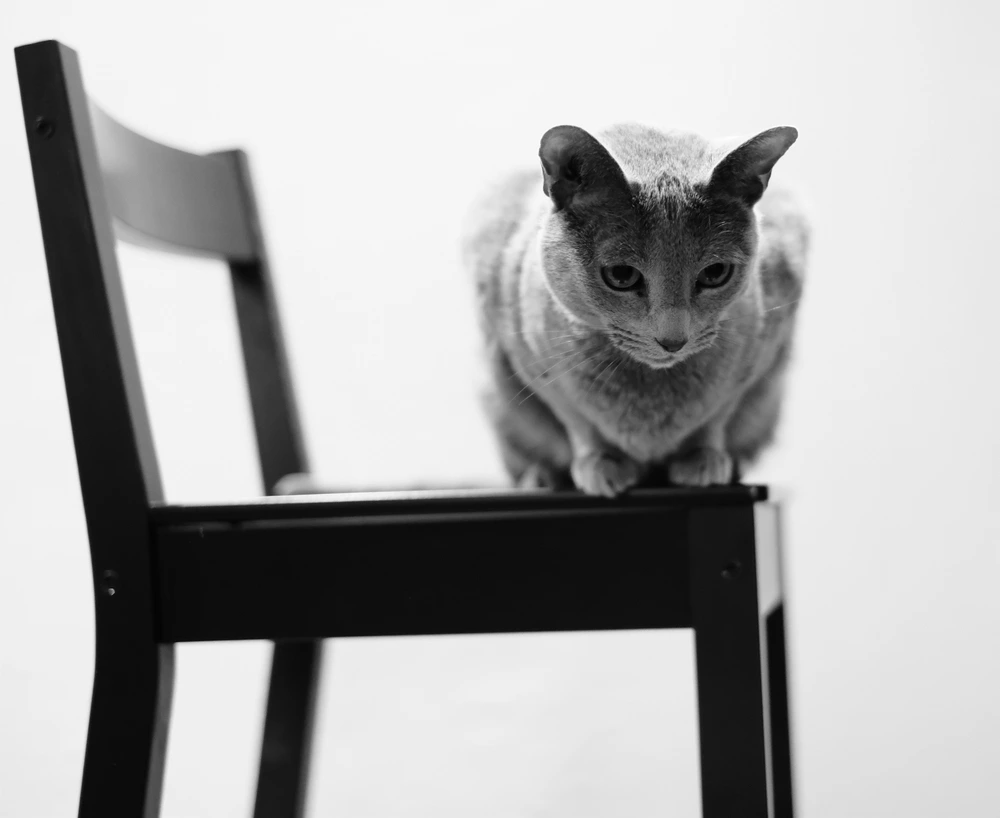 Russian Blue Cat Russian Blue Cat