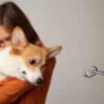 Tick Diseases In Dogs