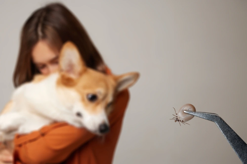Tick Diseases In Dogs