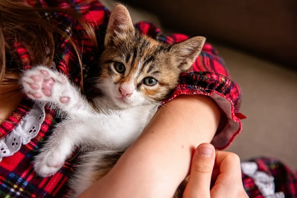 Are Calico Cats Autistic Are Calico Cats Autistic