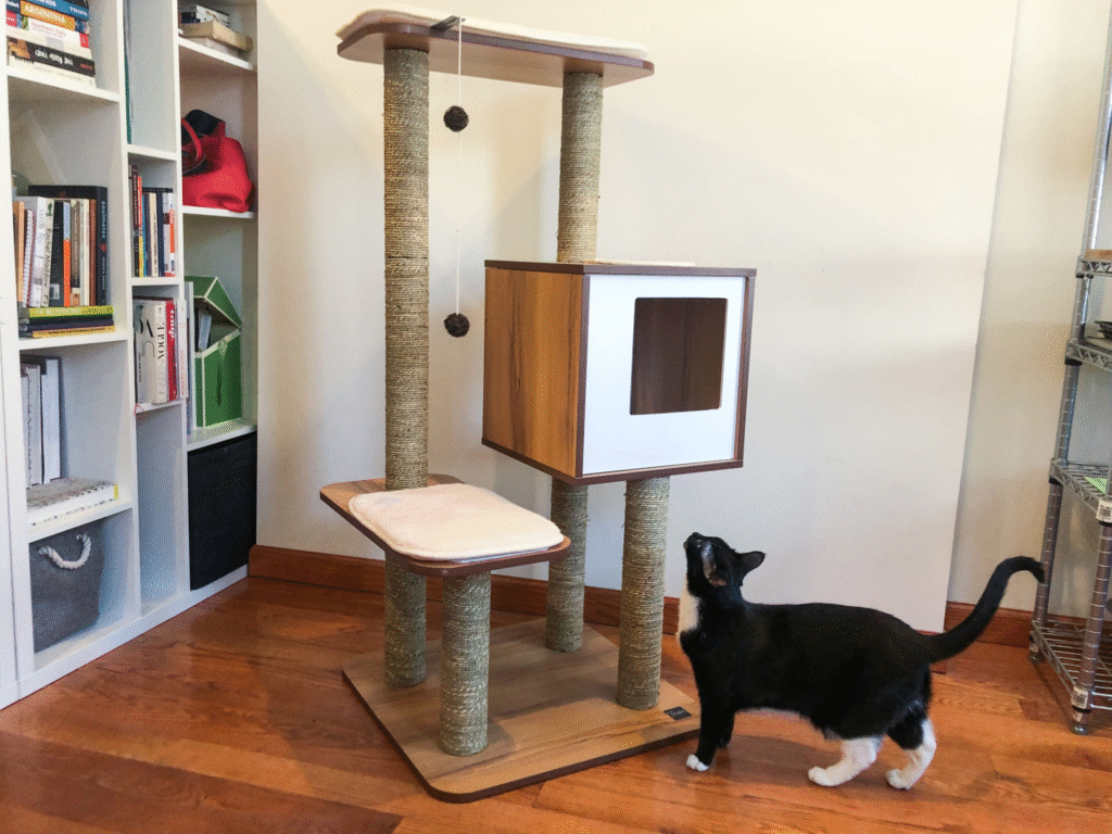 cat looking up the cat tree