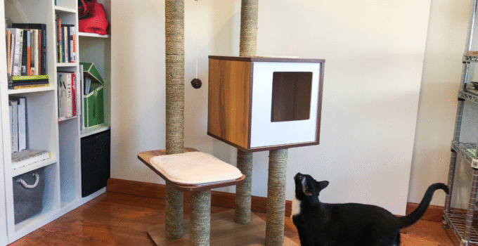cat looking up the cat tree