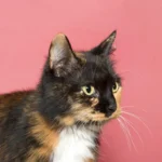 Dark Calico Kitten