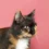 Dark Calico Kitten: What Makes These Felines So Special?