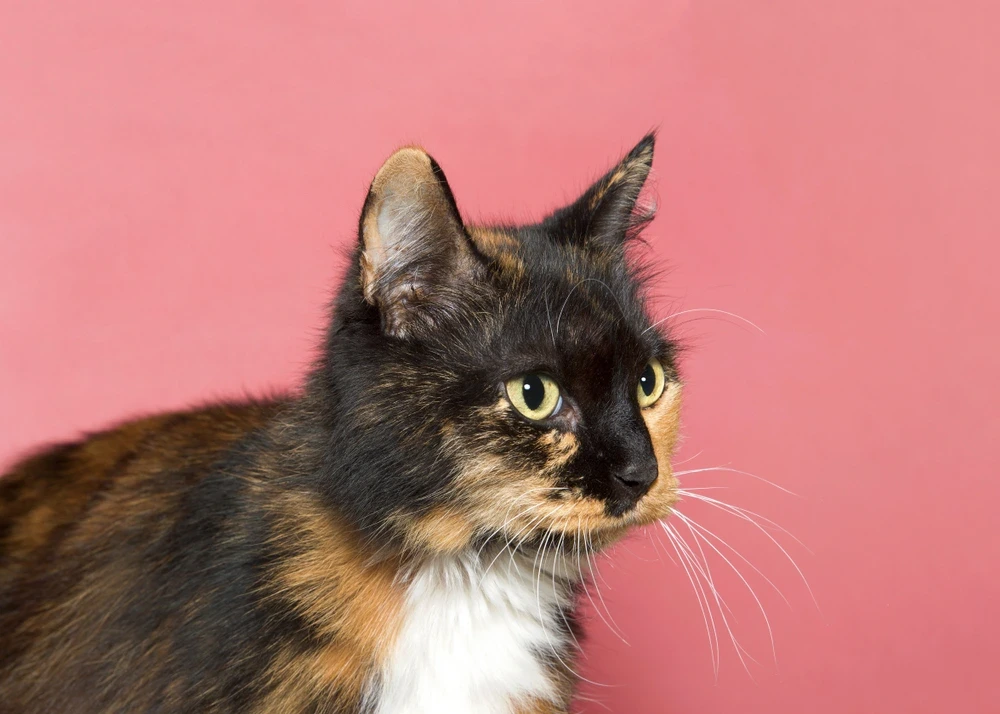 Dark Calico Kitten Dark Calico Kitten