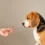 Gabapentin For Dogs: A Reliable Aid for Pain and Anxiety?