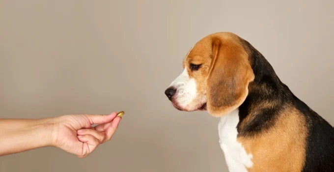 Gabapentin For Dogs