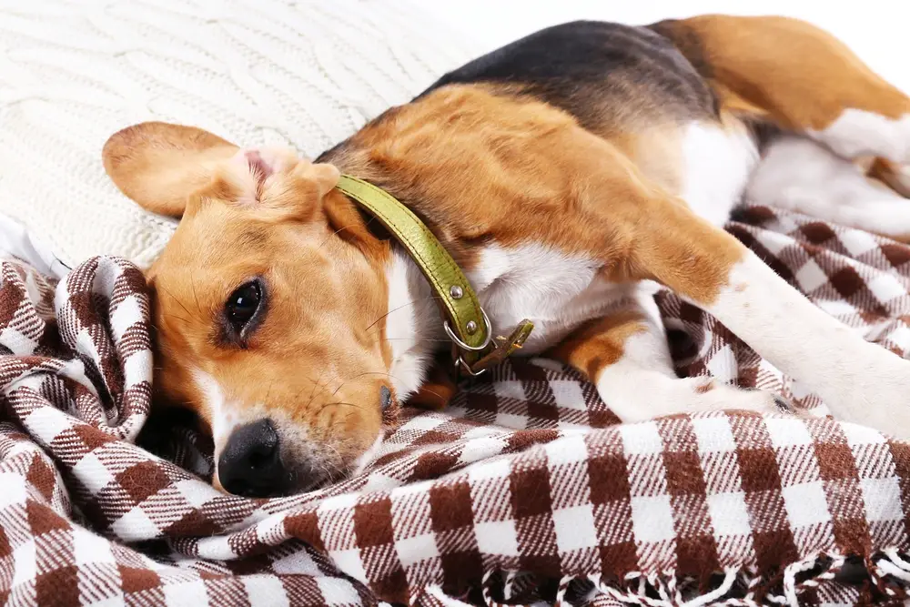 Gabapentin For Dogs Side Effects