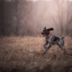 German Shorthaired Pointer