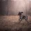 German Shorthaired Pointer: Is This Energetic Dog Right for You?