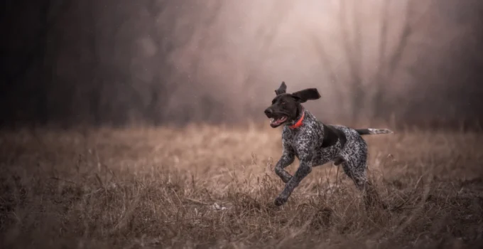 German Shorthaired Pointer