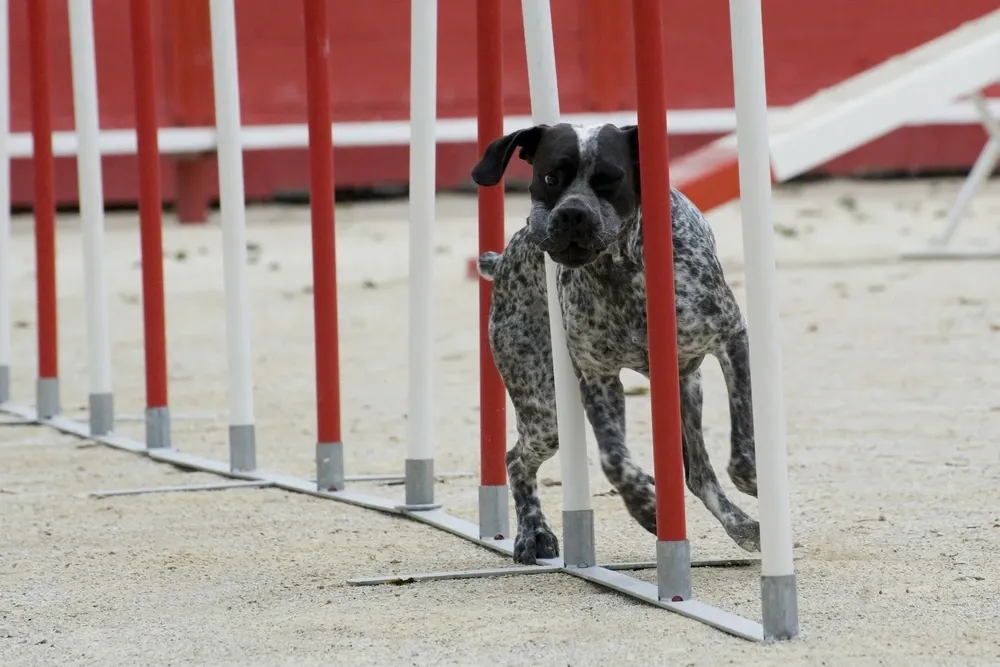 German Shorthaired Pointer Temperament German Shorthaired Pointer Temperament