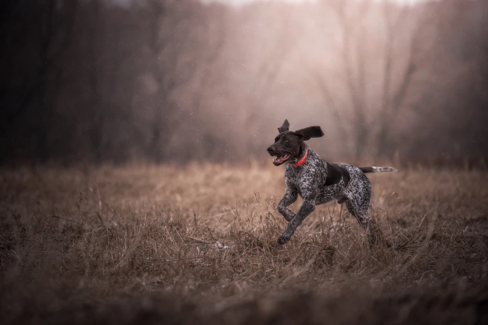 German Shorthaired Pointer German Shorthaired Pointer