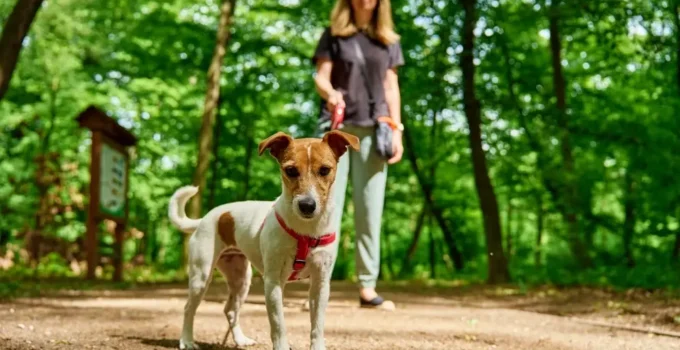 Jack Russell Dog